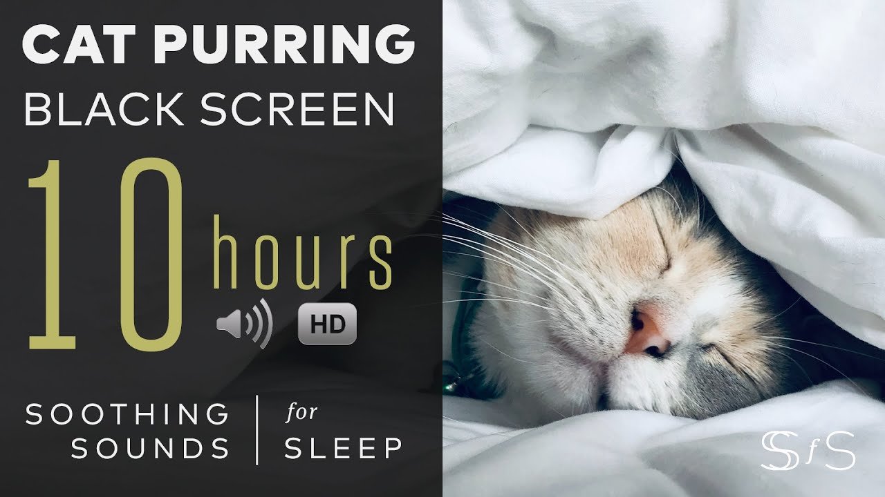 Cat Purring | 10 Hours | Black Screen | Soothing Sounds, Relax, Study, Calming