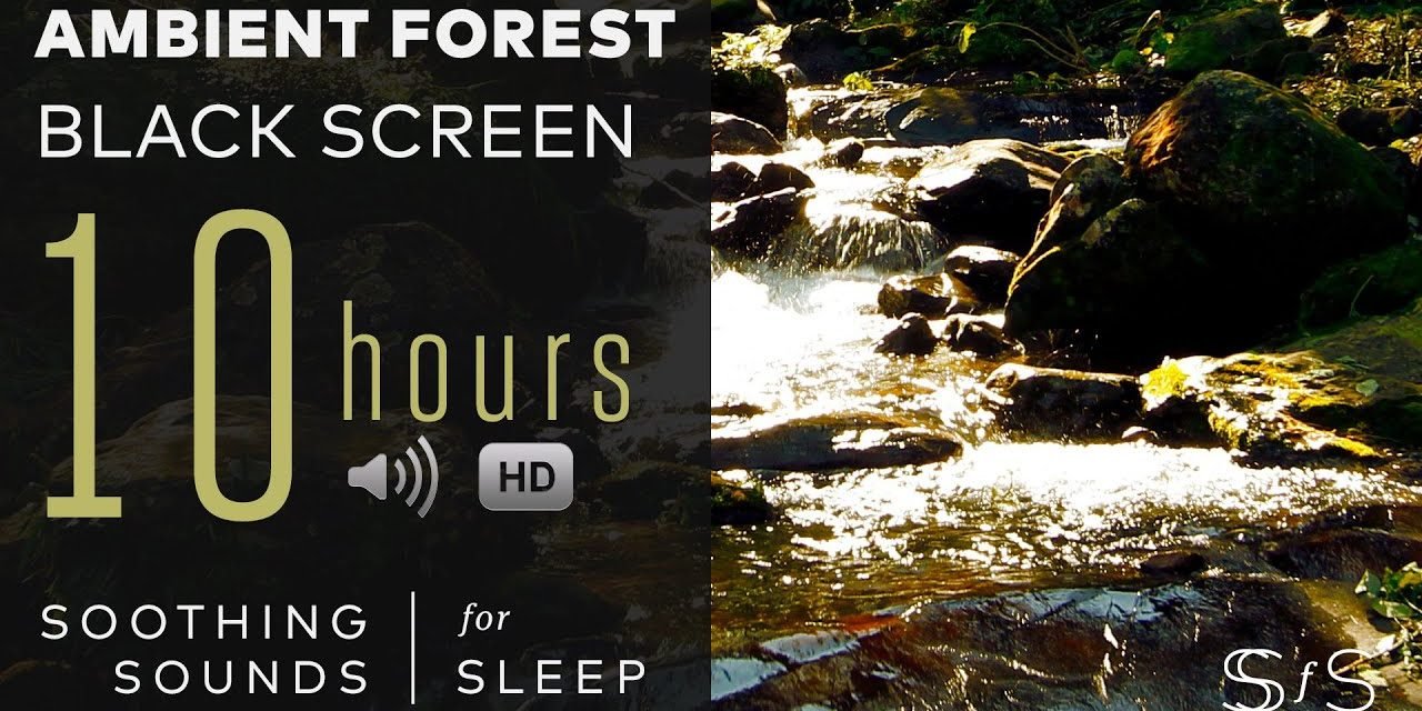 Ambient Forest Sounds | Water  | Birds | Nature | Soothing Sounds for Sleep  | Study