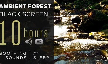 Ambient Forest Sounds | Water  | Birds | Nature | Soothing Sounds for Sleep  | Study