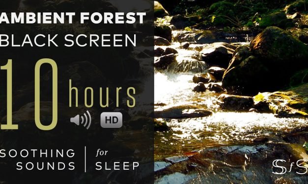 Ambient Forest Sounds | Water  | Birds | Nature | Soothing Sounds for Sleep  | Study