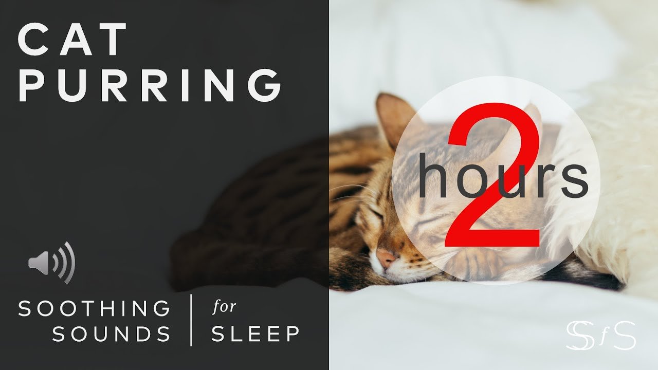 Cat Purring | 2 Hours | Black Screen | Soothing Sounds, Relax, Study, Calming