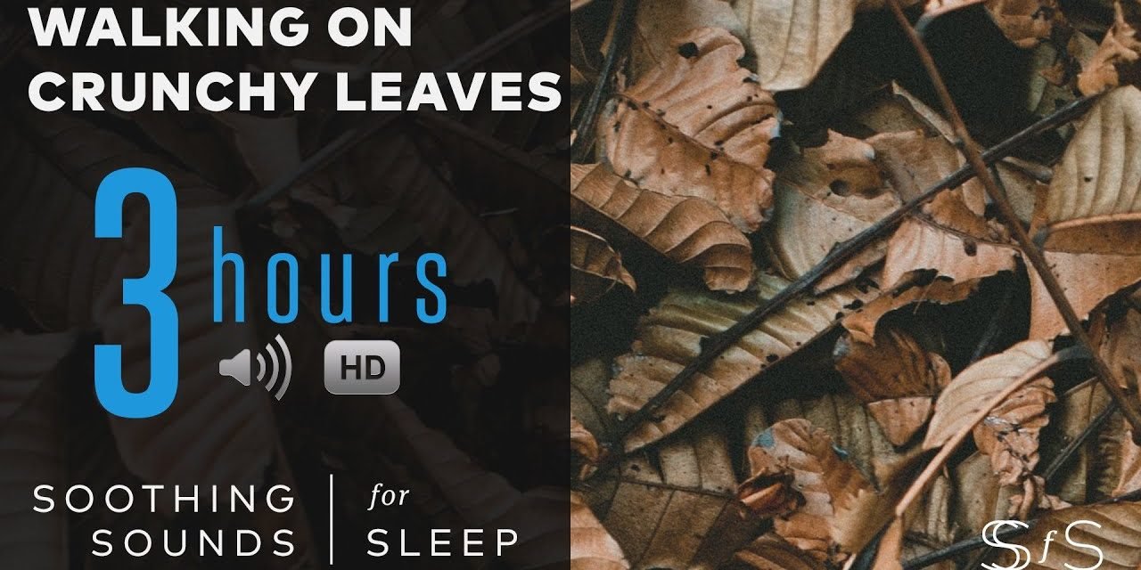 Walking on Crunchy, Dead Leaves & Twigs | 3 Hours | ASMR | Soothing Sounds for Sleep