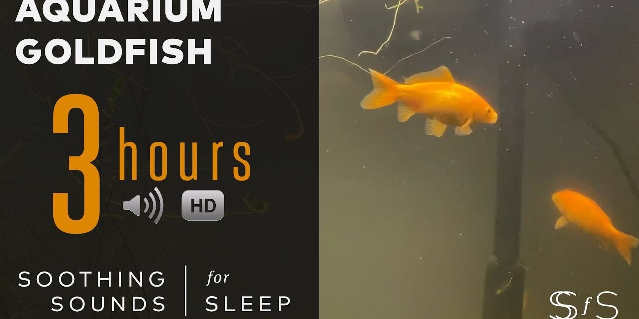 Aquarium with Goldfish Sounds for 3 hours – 4k Video – Soothing Sounds