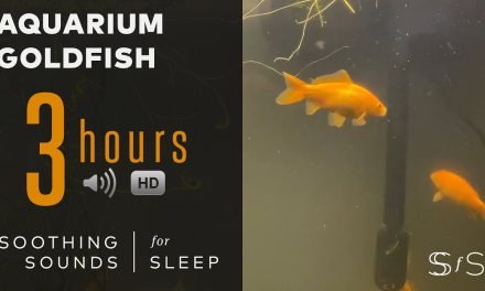 Aquarium with Goldfish Sounds for 3 hours – 4k Video – Soothing Sounds