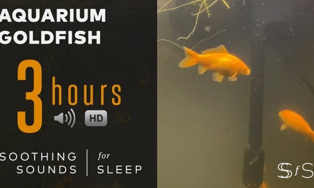 Aquarium with Goldfish Sounds for 3 hours – 4k Video – Soothing Sounds