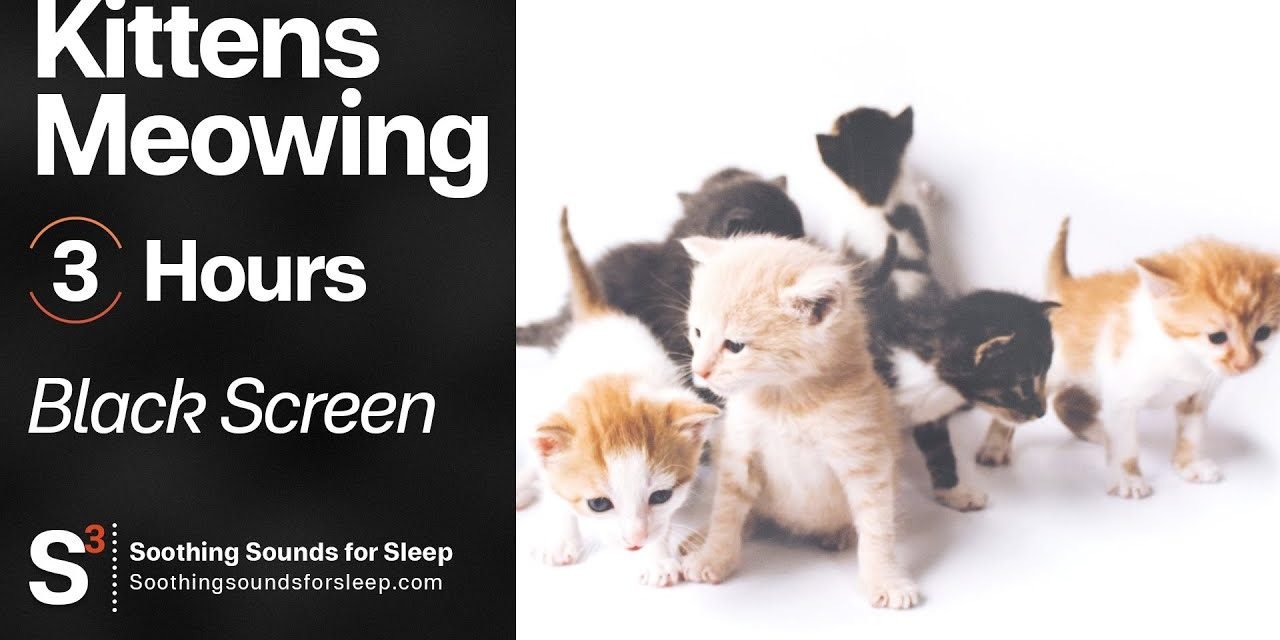 Kittens Meowing Nonstop | 3 hours | Black Screen | Relax | Sleep | Study Sounds