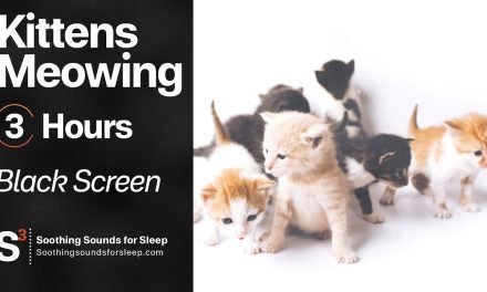 Kittens Meowing Nonstop | 3 hours | Black Screen | Relax | Sleep | Study Sounds