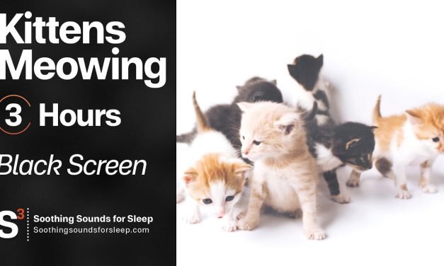 Kittens Meowing Nonstop | 3 hours | Black Screen | Relax | Sleep | Study Sounds