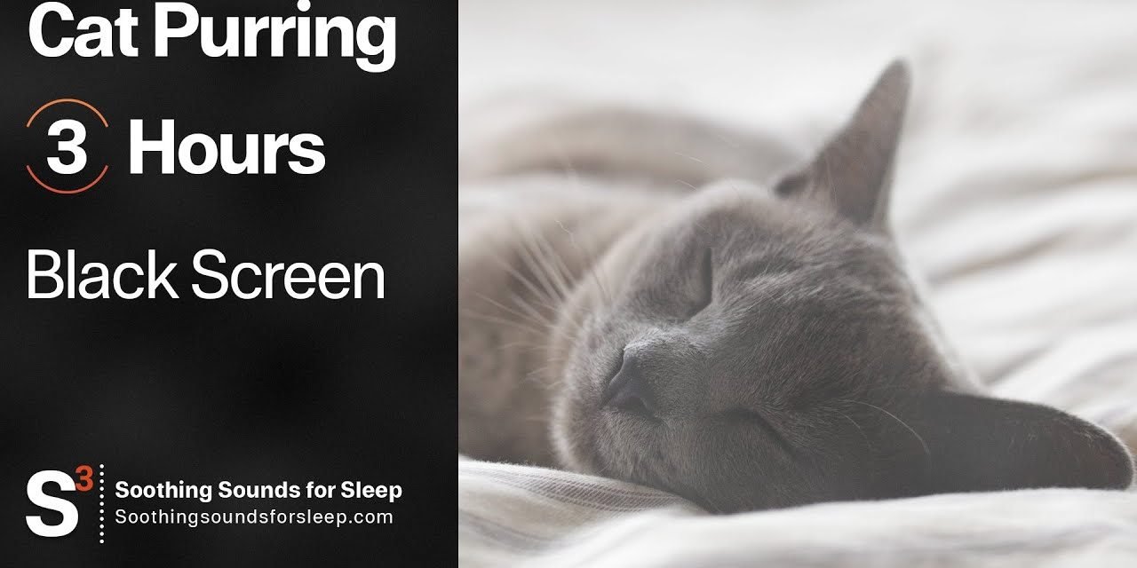 Cat Purring | 3 Hours | Black Screen | Relaxing | Soothing Sounds for Sleep