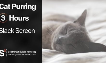 Cat Purring | 3 Hours | Black Screen | Relaxing | Soothing Sounds for Sleep