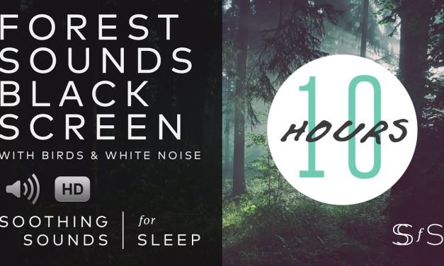 Forest Sound | Black Screen | 10 Hours | Soothing Sounds for Sleep