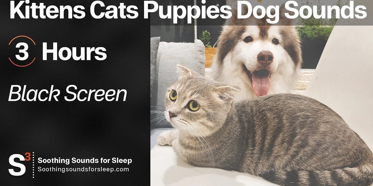 Kittens Cats Puppies Dog Sounds | 3 hours | Black Screen | Entertain Your Pet!