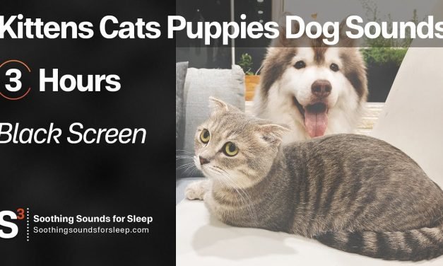 Kittens Cats Puppies Dog Sounds | 3 hours | Black Screen | Entertain Your Pet!