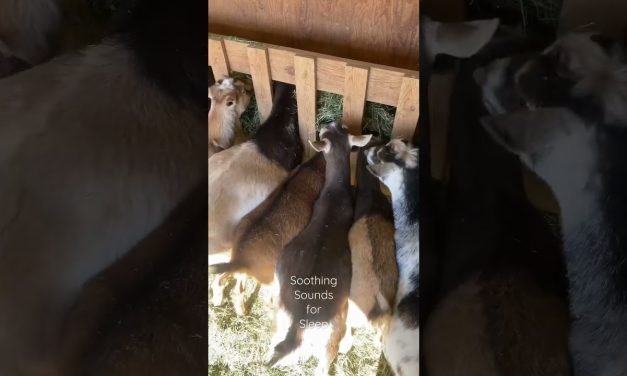 Nigerian dwarf dairy goats eating ASMR