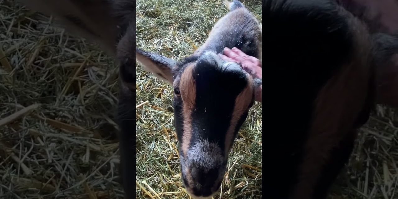 Sweet lil goat loves affection 😍 #asmr #soothingsounds