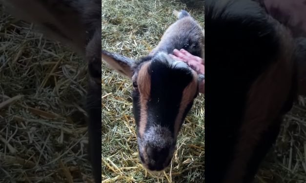 Sweet lil goat loves affection 😍 #asmr #soothingsounds