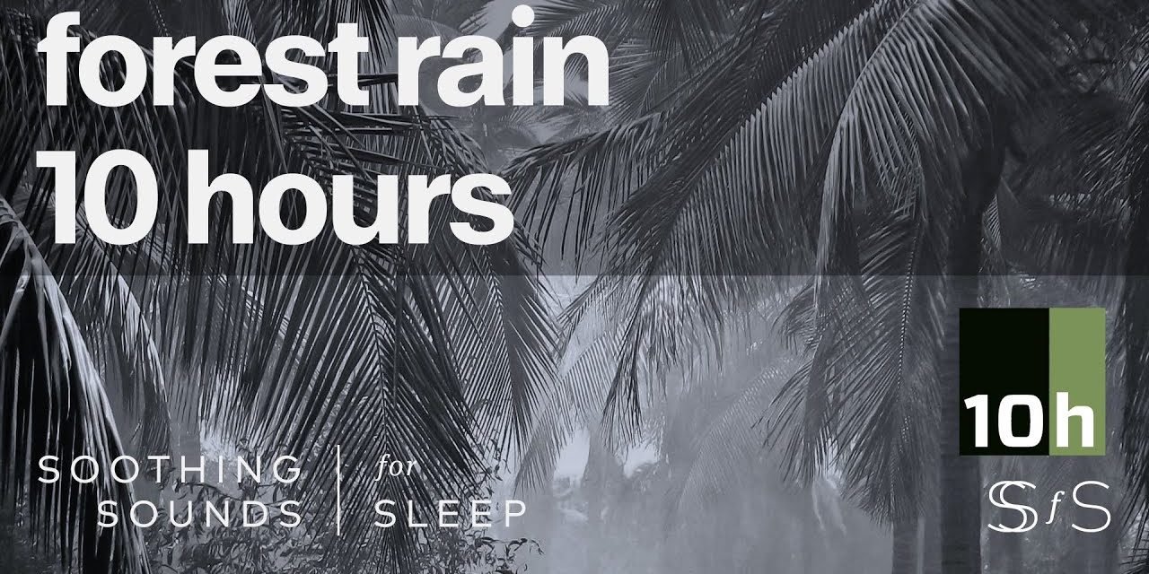 Forest Rain | 10 hours | Black Screen | Relax | Sleep | Study Sounds