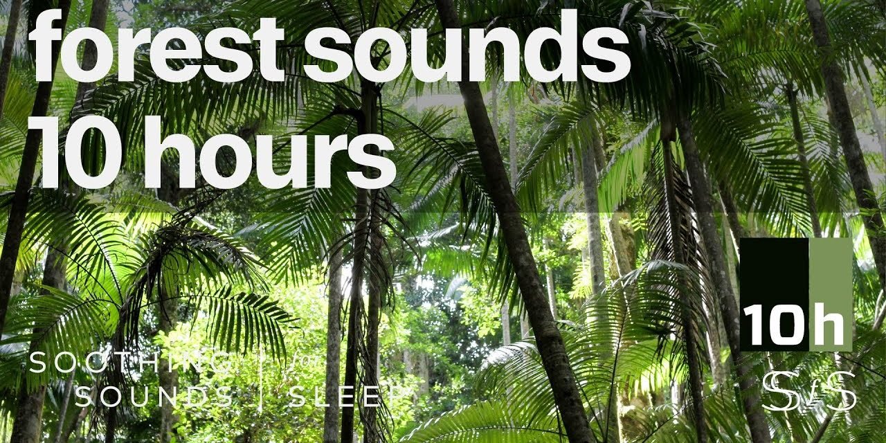 Forest Sounds | 10 hours | Black Screen | Relax | Sleep | Study Sounds