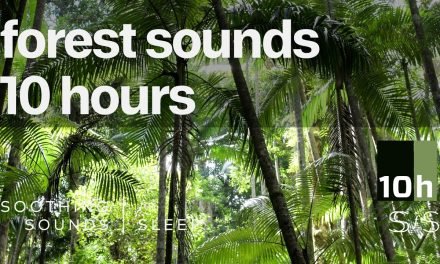 Forest Sounds | 10 hours | Black Screen | Relax | Sleep | Study Sounds