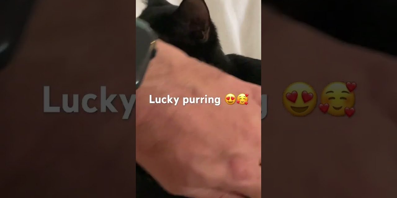 Lucky Purring #soothingsounds #purring #cute #soothing #cat