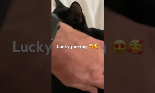 Lucky Purring #soothingsounds #purring #cute #soothing #cat