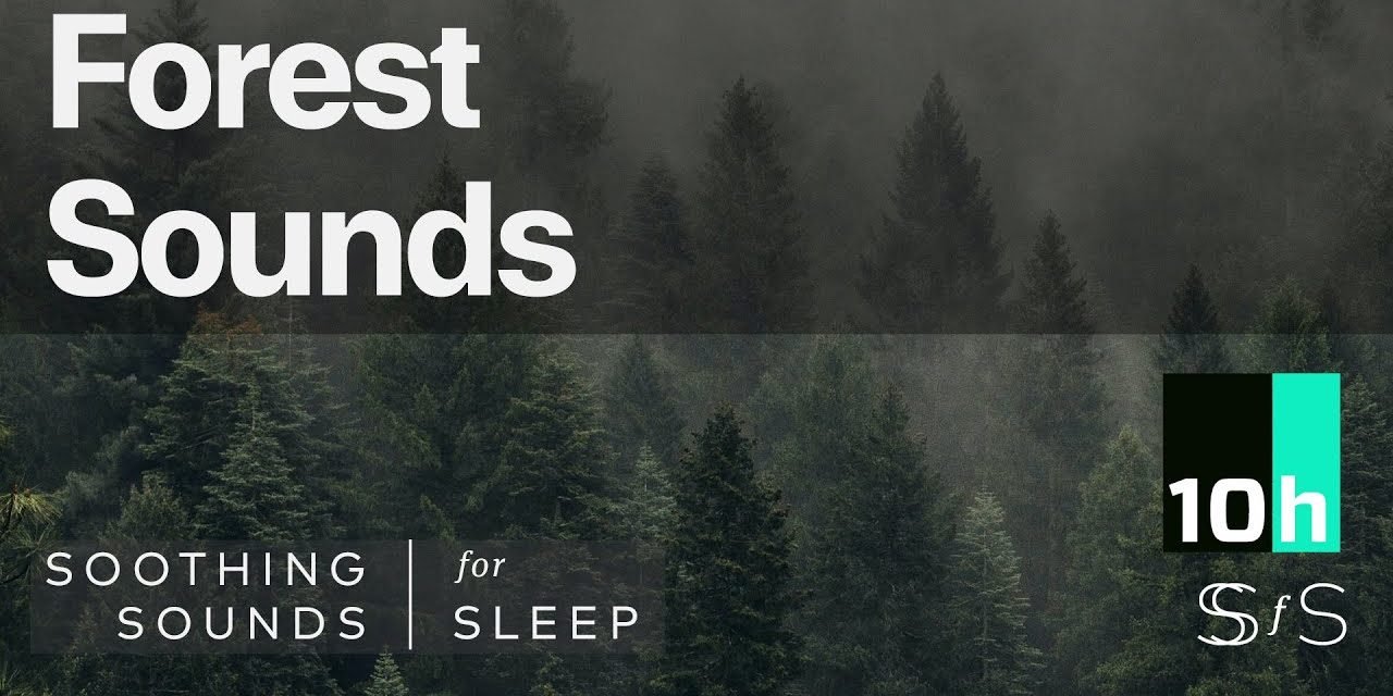 Quiet Forest Sounds | 10 hours | Black Screen | Relax | Sleep | Study Sounds
