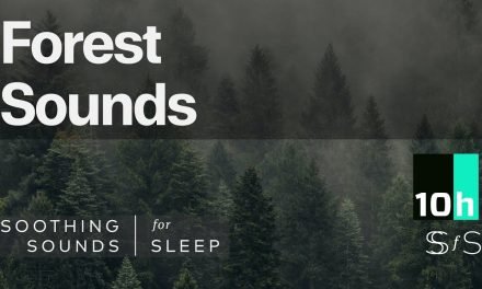 Quiet Forest Sounds | 10 hours | Black Screen | Relax | Sleep | Study Sounds