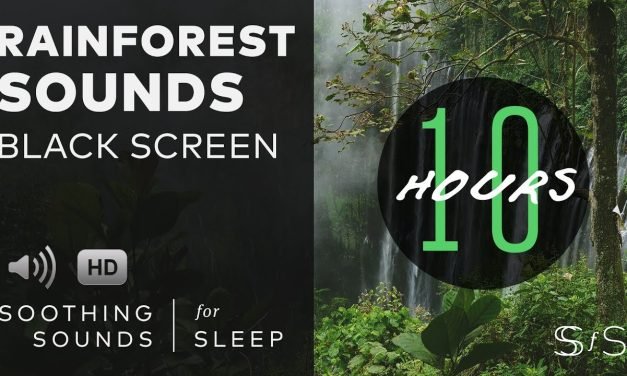 Rainforest Sounds  | 10 hours  | relax sleep  | soothing sounds