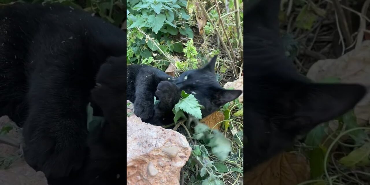 Cat loves catnip! #soothingsound #sleep #catshorts