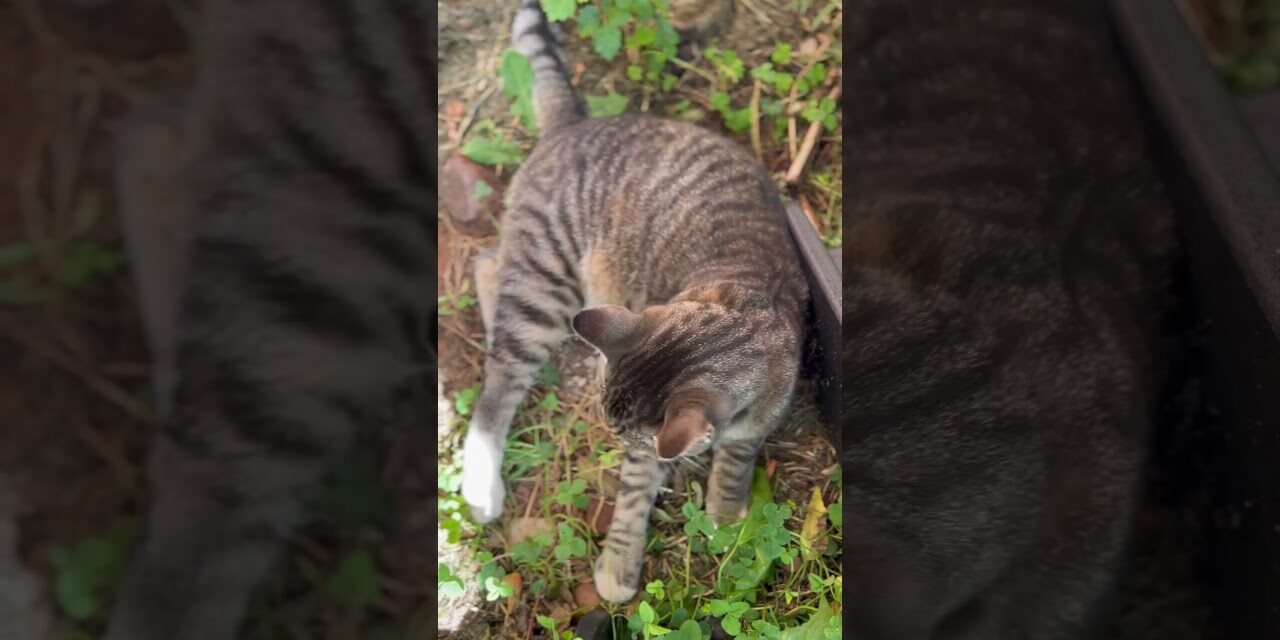 Do you enjoy water fountain sounds? 😻❤️ #sleepingsounds #cat #catshorts #relaxing