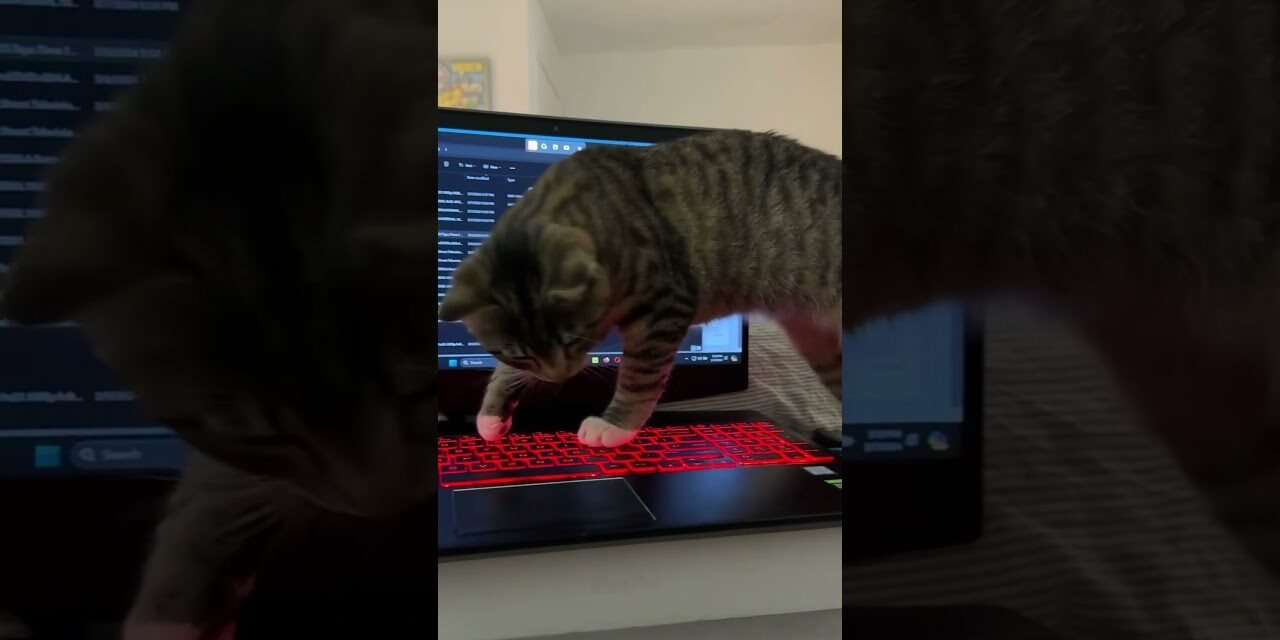 Looked like she was about to do something else! 🤣 🐈 💻 #catshorts #catcute #cat #keyboard #asmr