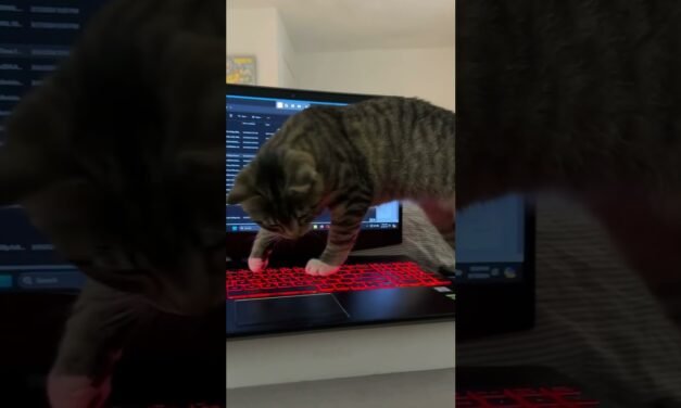 Looked like she was about to do something else! 🤣 🐈 💻 #catshorts #catcute #cat #keyboard #asmr