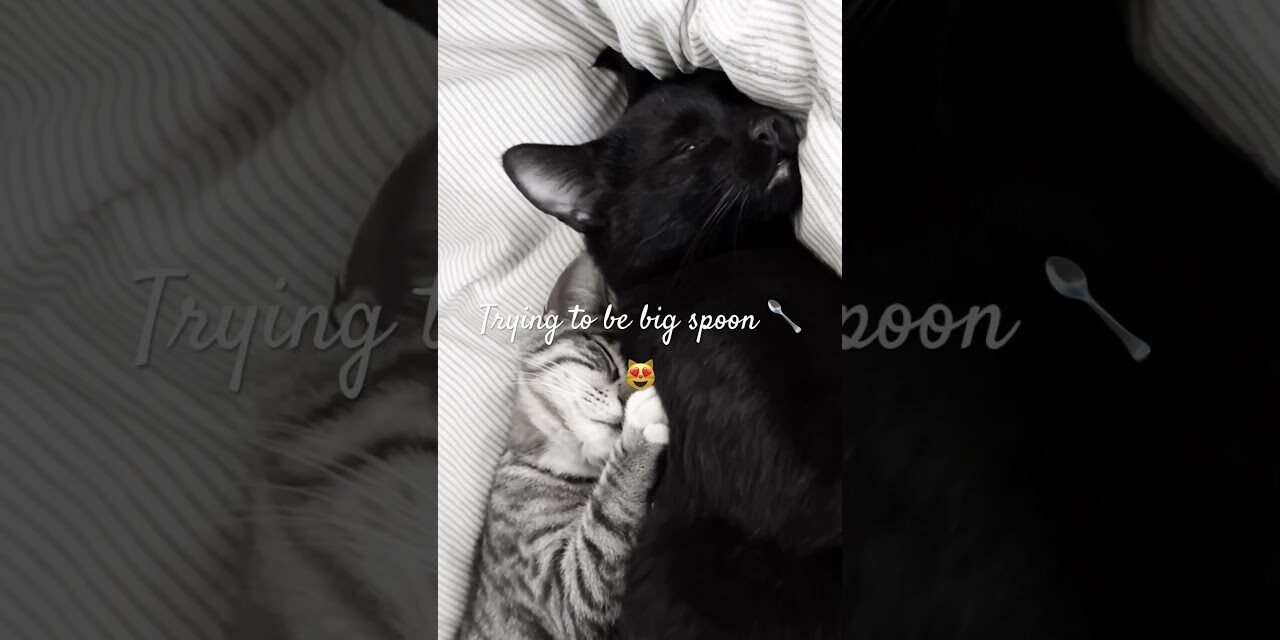 😻trying to be big spoon 🥄 😂 #catshorts #cat #sleepingsounds #catcute #cute purring