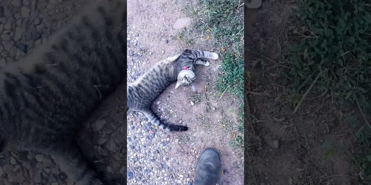 The best greeter! 🐈 🥰 #catshorts #cutecatsounds and her little bell is so cute