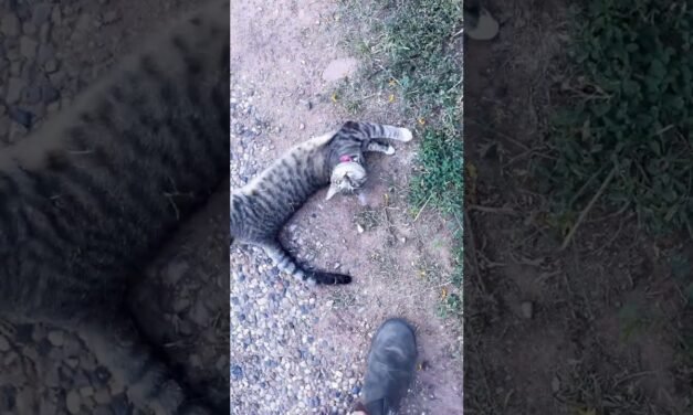 The best greeter! 🐈 🥰 #catshorts #cutecatsounds and her little bell is so cute