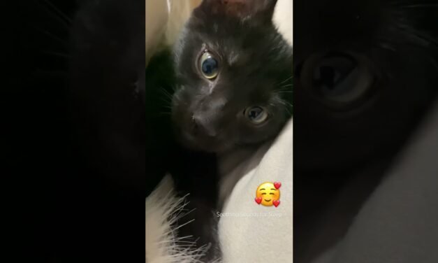 Cutest Kitten Purring and Kneading Mic! 😻