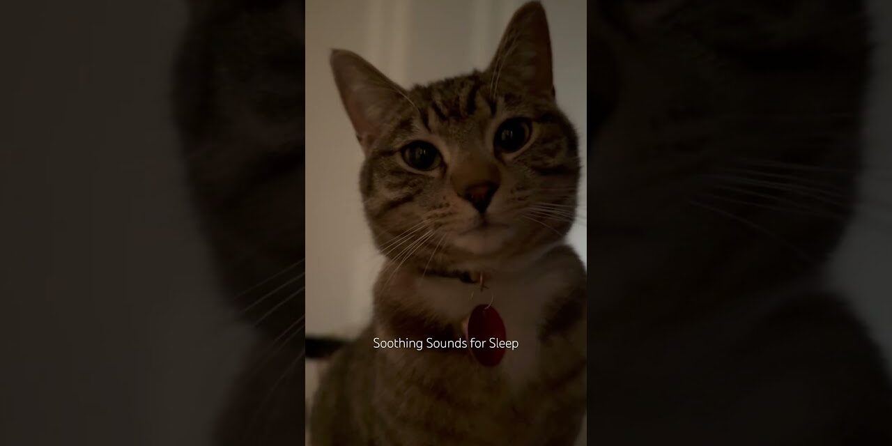I love yous and purring 😻🥹 #catshorts #cat #catpurringsound