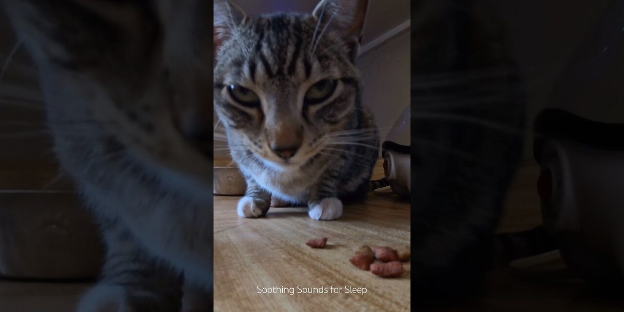Lil’cutie loves her treats!  She demands them! Crunch crunch #cutecat #kittens