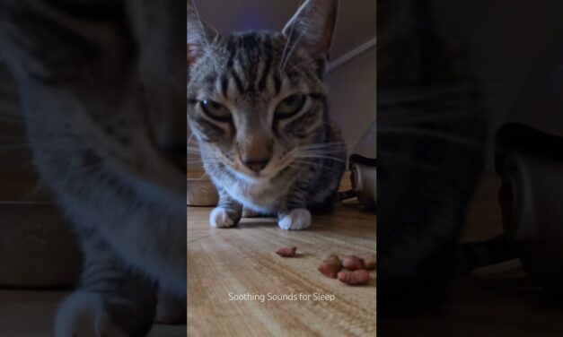 Lil’cutie loves her treats!  She demands them! Crunch crunch #cutecat #kittens