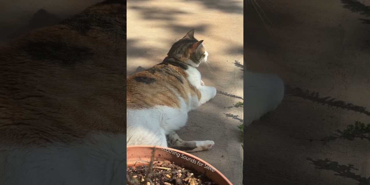 The laziest hunter