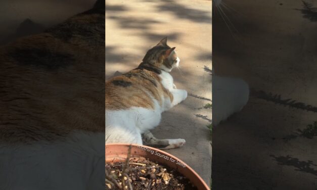 The laziest hunter